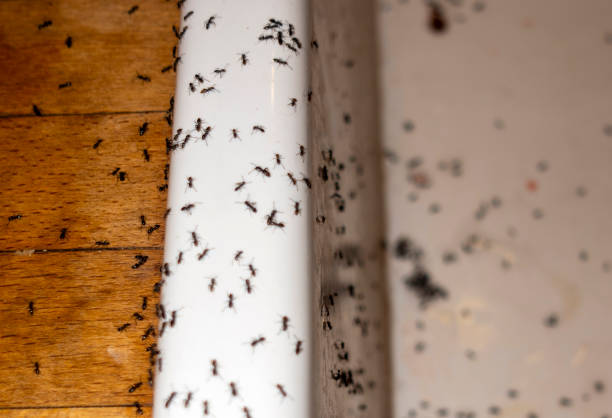 Pest Control for Restaurants in Rome, NY